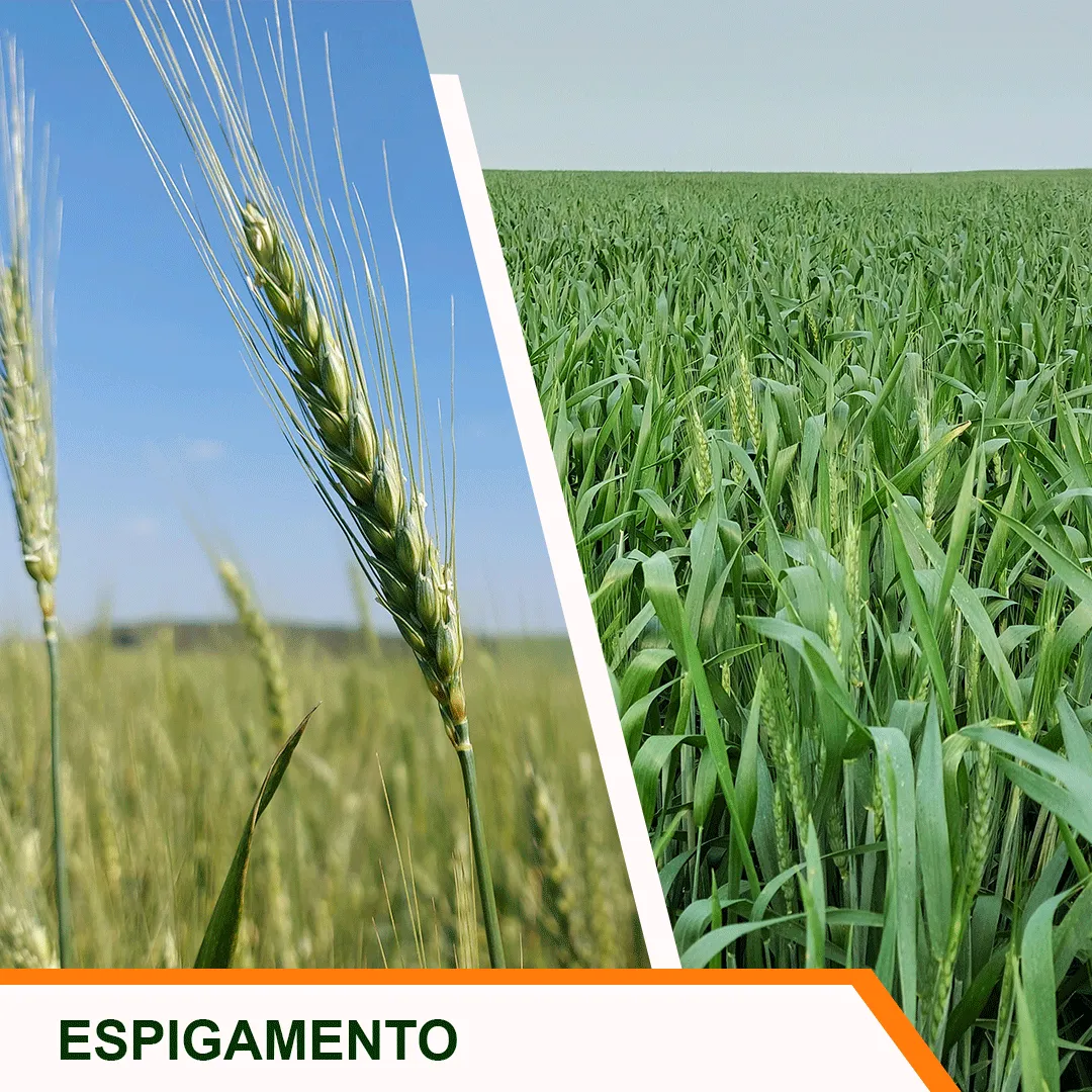 Espigamento