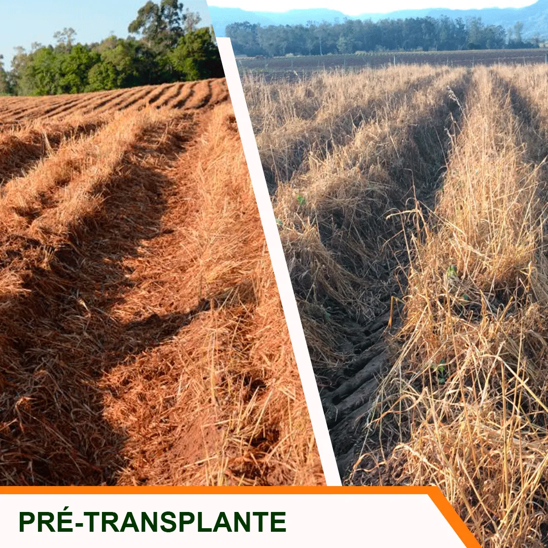 Pré-transplante